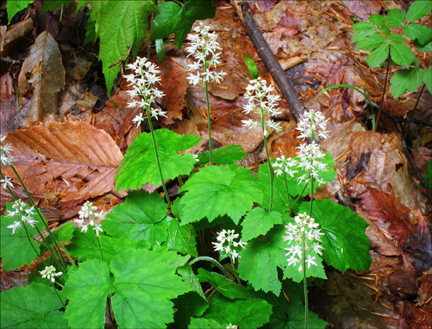 Adirondack Wildflowers:  Foamflower (Tiarella cordifolia) in bloom at the Paul Smiths VIC (23 May 2012)